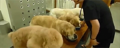 식사예절 개매너.gif | 인스티즈