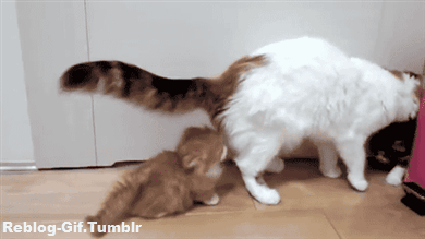 물리엔진 고장난 고양이들 | 인스티즈