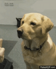 멍멍이와_야옹이에게_욕을해보았다.gif | 인스티즈