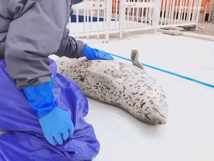 꼭 안아주는 물댕댕이.gif | 인스티즈