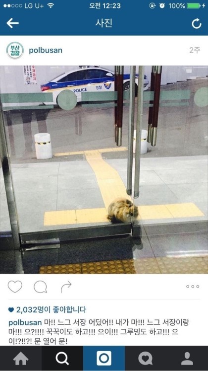 부산경찰 페이스북 (feat.고양이) | 인스티즈