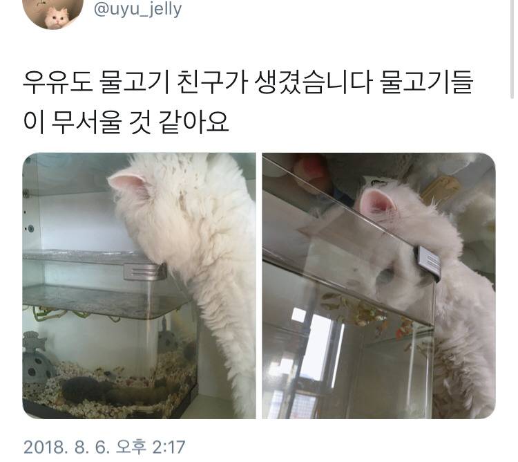 고양이 키우는 집에 어항을 들임 | 인스티즈