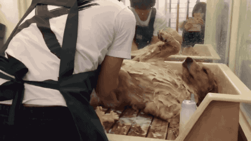 착하고 얌전한 멍뭉이 씻길때의 희열.gif | 인스티즈