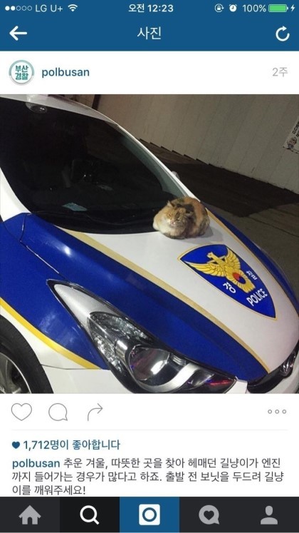 부산경찰 페이스북 (feat.고양이) | 인스티즈