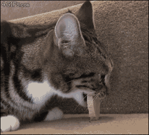 물리엔진 고장난 고양이들 | 인스티즈