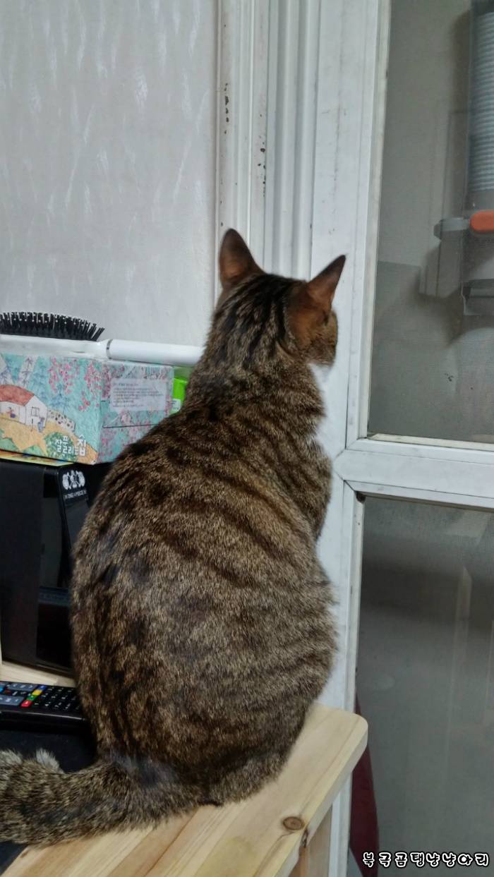 고양이를 싫어하던 떄가 있었다.(사진많음주의) | 인스티즈
