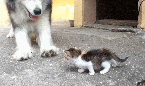아깽이야...어떡하지...gif | 인스티즈