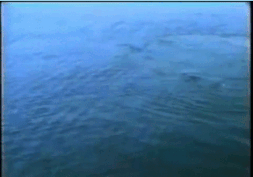 바닷속에서 담배 피는 고래.gif | 인스티즈
