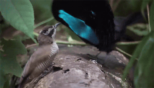 신기하게 생긴 새 | 인스티즈