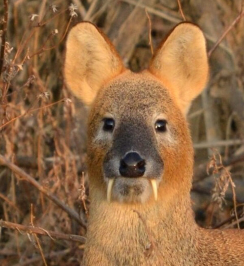 고라니에 대해 대부분은 모르고 있는 사실 | 인스티즈