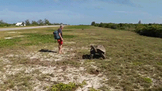육지 거북이를 놀리면 안 되는 이유 | 인스티즈