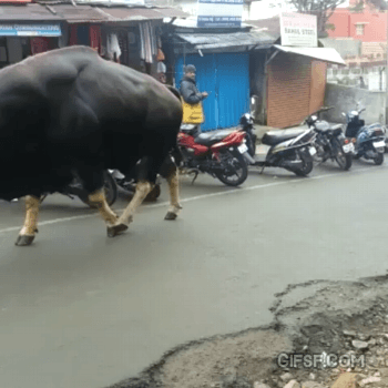 ??? : 누런소가 일을 더 잘한다고? | 인스티즈