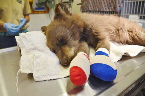 아픈곰을 위로해주는 가짜곰 (혐오주의) | 인스티즈