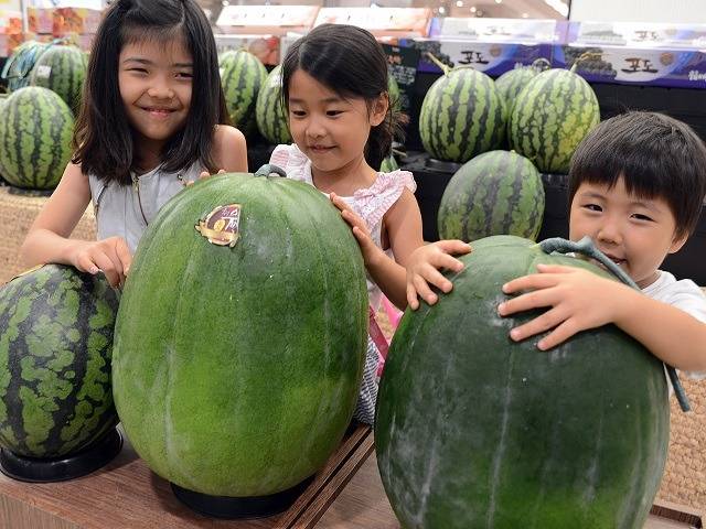 세계에서 제일 비싼 과일 TOP 10 | 인스티즈