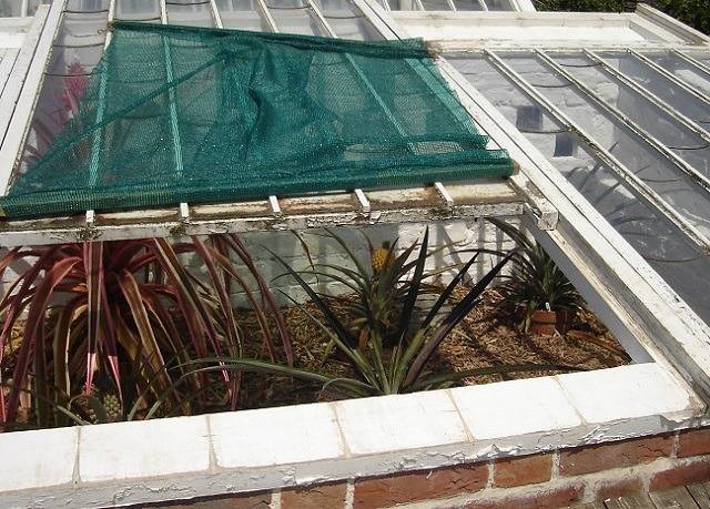 세계에서 제일 비싼 과일 TOP 10 | 인스티즈