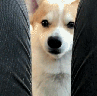 댕댕이가 최고다.gif | 인스티즈