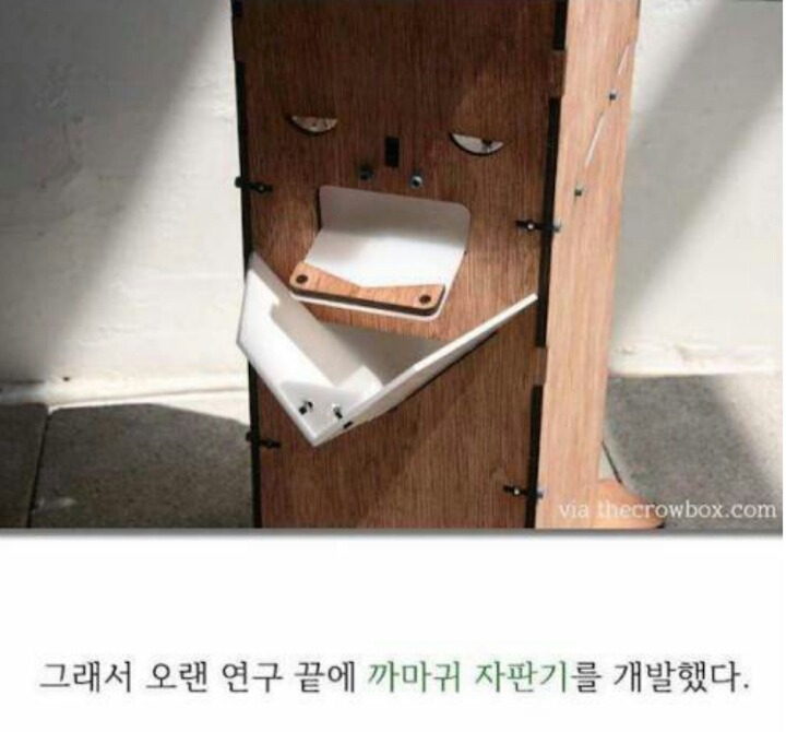 까마귀의 지능에 대한 고찰.jpg | 인스티즈