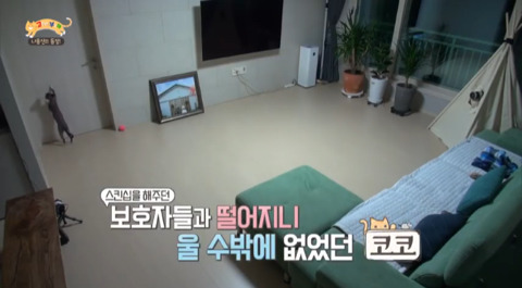 고양이가 아니라 인형을 키우는듯한 집 .jpg | 인스티즈