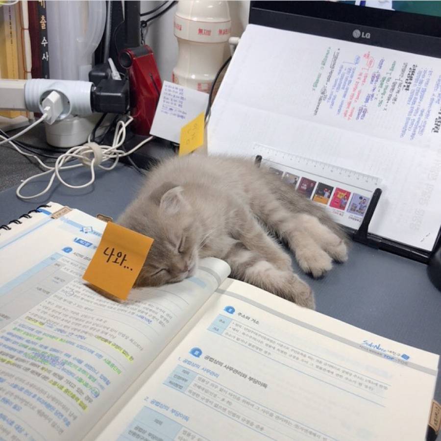 공시생 공부 방해하는 못된 고양이 | 인스티즈