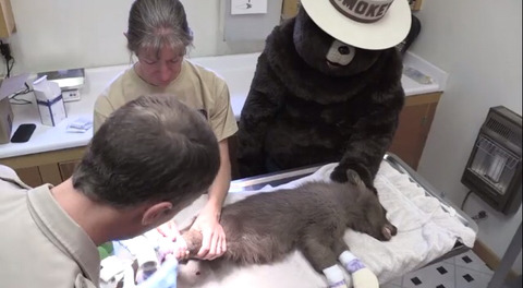 아픈곰을 위로해주는 가짜곰 (혐오주의) | 인스티즈