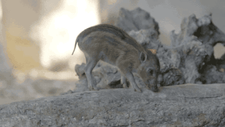 왕왕왕귀여운 아기멧돼지의 간식시간 | 인스티즈