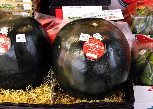 세계에서 제일 비싼 과일 TOP 10 | 인스티즈