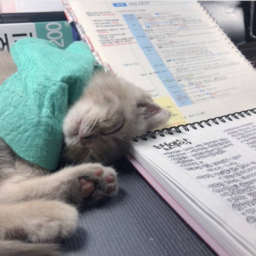 공시생 공부 방해하는 못된 고양이 | 인스티즈