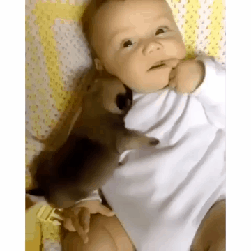 아기 공격하는 개 ㄷㄷ | 인스티즈