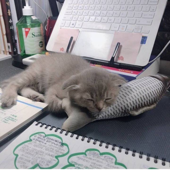 공시생 공부 방해하는 못된 고양이...jpg | 인스티즈