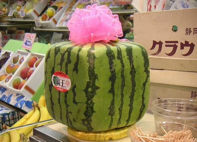 세계에서 제일 비싼 과일 TOP 10 | 인스티즈