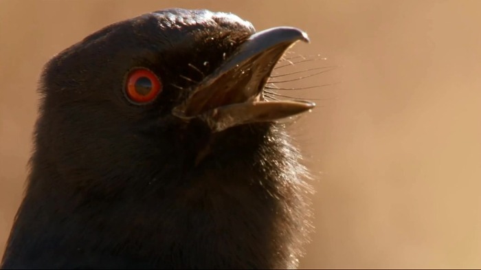 까마귀의 지능에 대한 고찰.jpg | 인스티즈