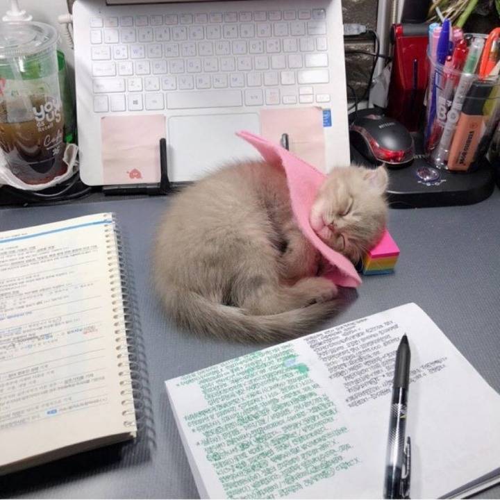 공시생 공부 방해하는 못된 고양이...jpg | 인스티즈