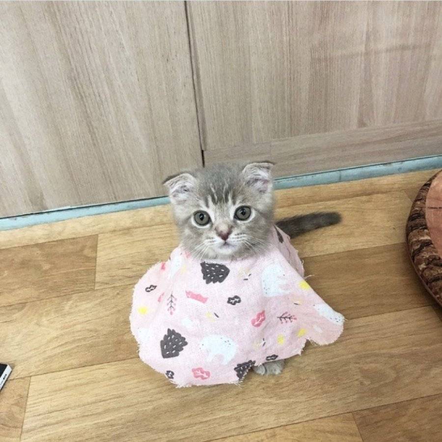 공시생 공부 방해하는 못된 고양이 | 인스티즈