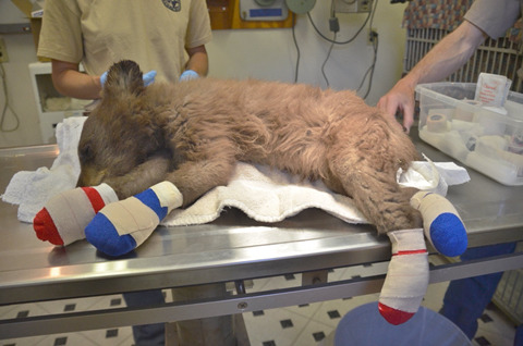 아픈곰을 위로해주는 가짜곰 (혐오주의) | 인스티즈