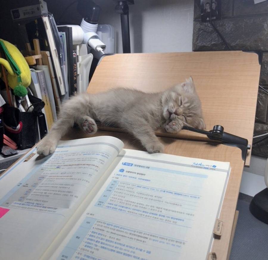공시생 공부 방해하는 못된 고양이 | 인스티즈