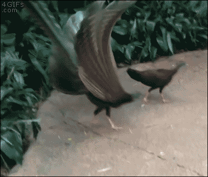 구애하는 공작.gif | 인스티즈