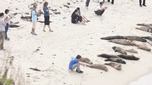 물개 옆에서 누워보았다 | 인스티즈