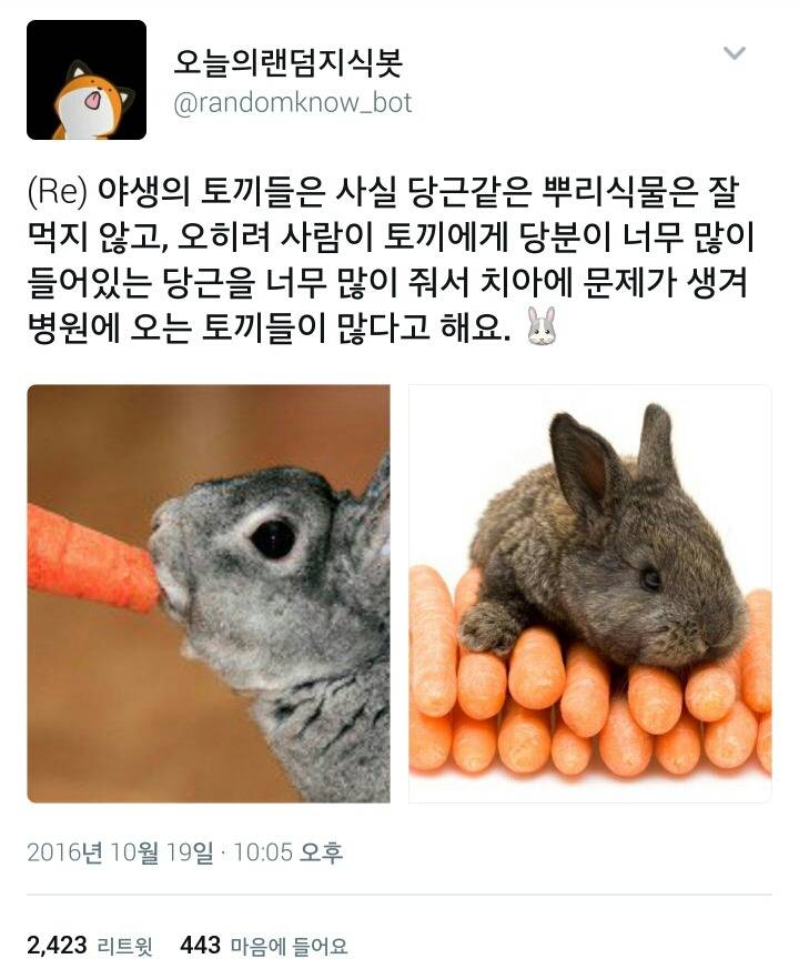 토끼가 당근을 좋아한다는 것은 잘못된 정보임.twt | 인스티즈