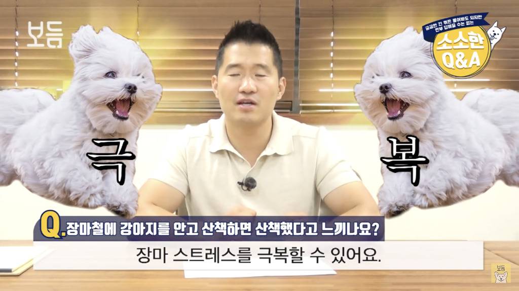 장마철에 강아지를 안고 산책하면 산책했다고 느끼나요?.jpg | 인스티즈