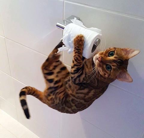 뱅갈 냥이🐱 | 인스티즈