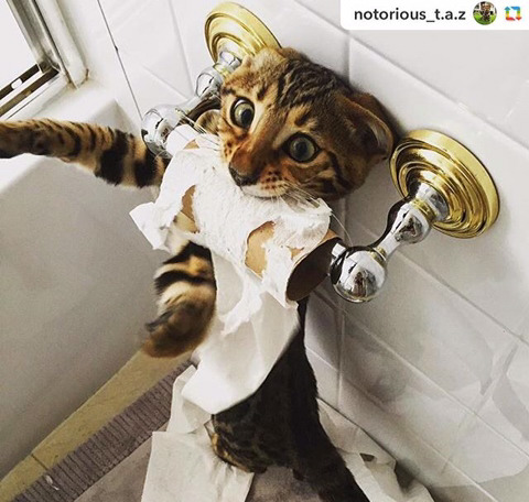 뱅갈 냥이🐱 | 인스티즈