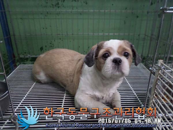 유기되 교통사고가 난 가여운 시츄를 도와주세요 | 인스티즈