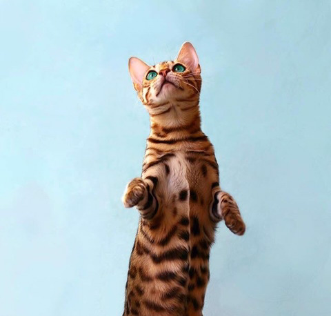 뱅갈 냥이🐱 | 인스티즈