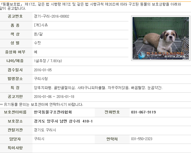 유기되 교통사고가 난 가여운 시츄를 도와주세요 | 인스티즈