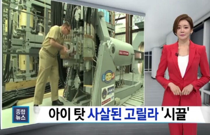 고릴라사살 과잉진압이다vs아니다 | 인스티즈