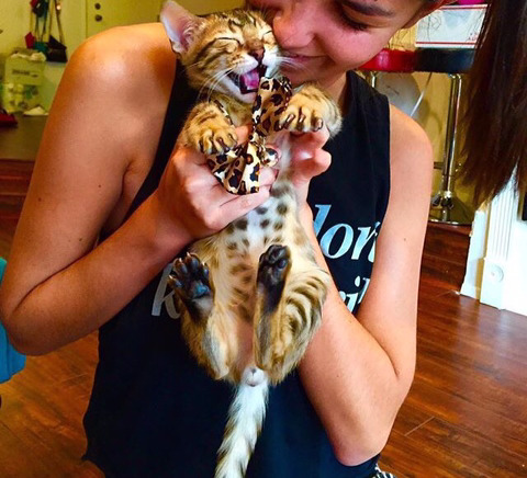 뱅갈 냥이🐱 | 인스티즈