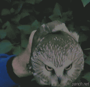 부엉이는 왜 머리를 까딱까딱거리며 위협하는걸까?.jpgif (데이터주의) | 인스티즈