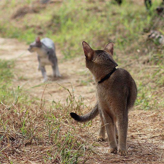 고양이 산책 종결.jpg | 인스티즈