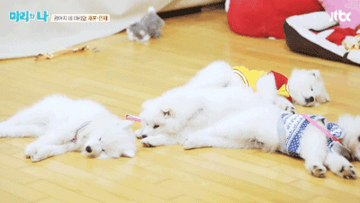 [마리와나] 아파트 뿌시고 싶게 귀여운 사모예드 4남매.gif | 인스티즈