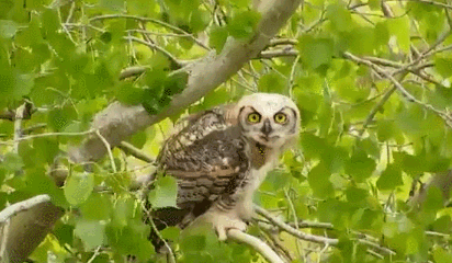 부엉이는 왜 머리를 까딱까딱거리며 위협하는걸까?.jpgif (데이터주의) | 인스티즈